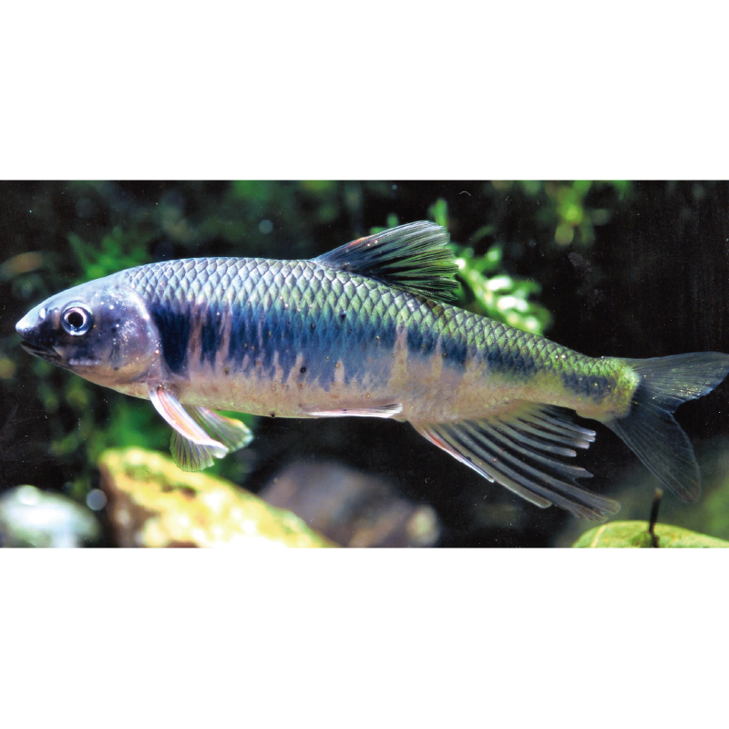 w04-まち歩き 矢掛〜地元有志と一緒に小田川の話をブラブラ - 画像 (2)